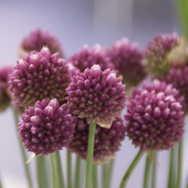 Allium rotundum subsp. jajlae