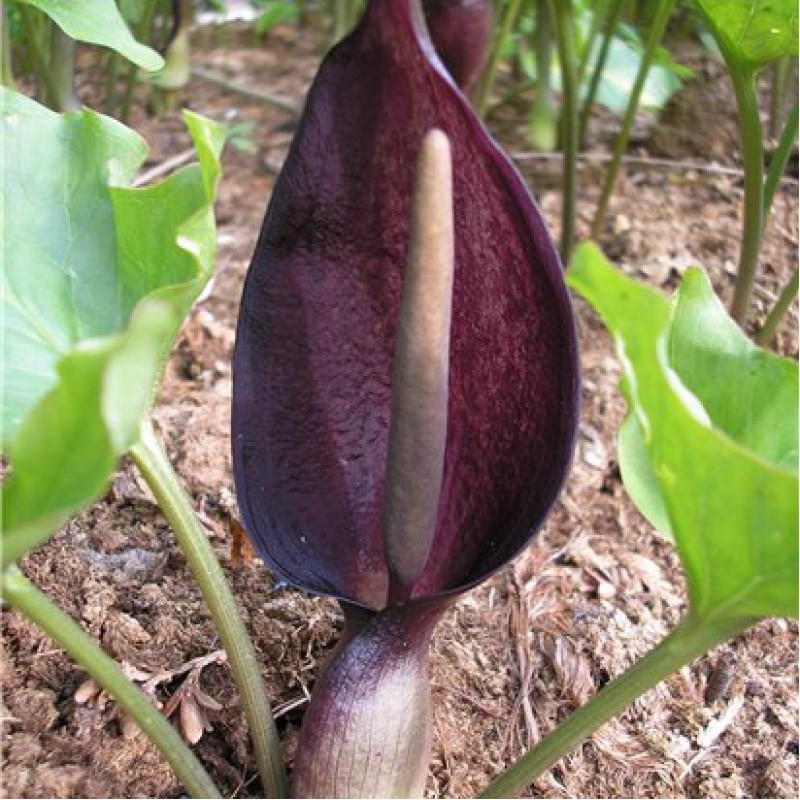 Arum elongatum