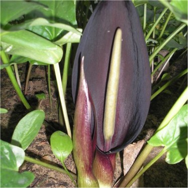 Arum elongatum