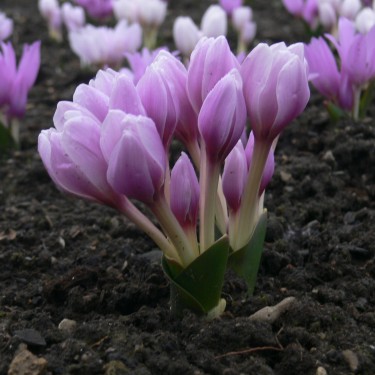 Colchicum szovitzii