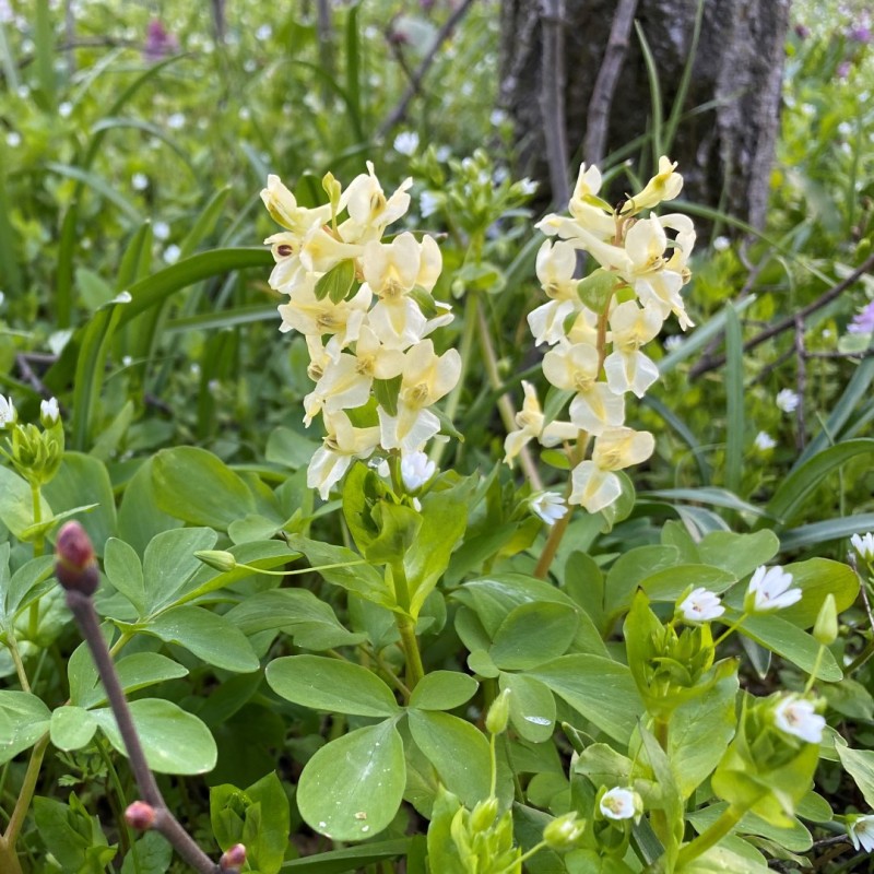Corydalis marschalliana