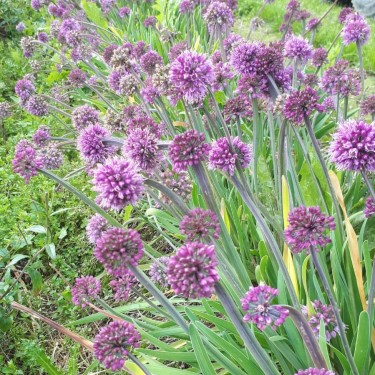 Allium spirale