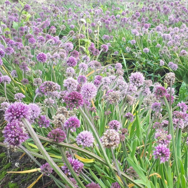 Allium spirale