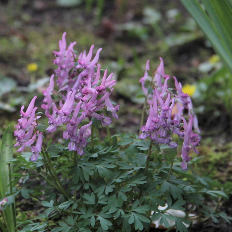 Corydalis pumila