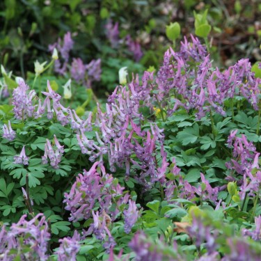 Corydalis solida subsp. solida