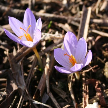 Crocus serotinus subsp. clusii