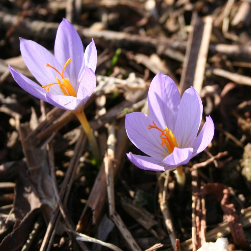 Crocus serotinus subsp. clusii
