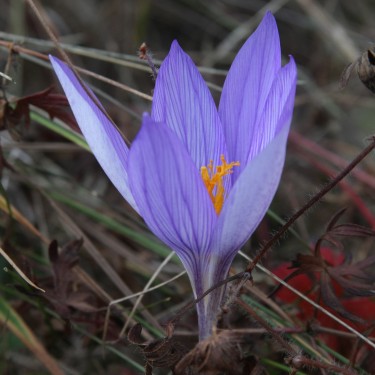Crocus puringii