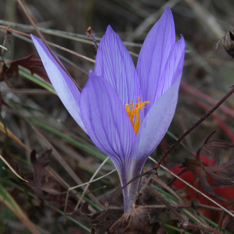 Crocus puringii