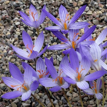 Crocus puringii