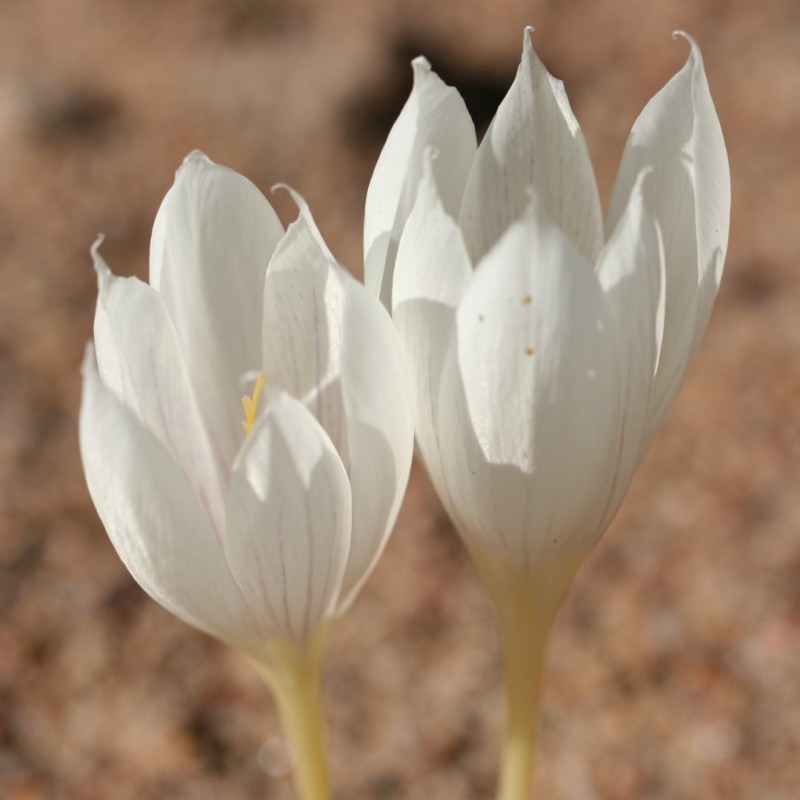 Crocus vallicola