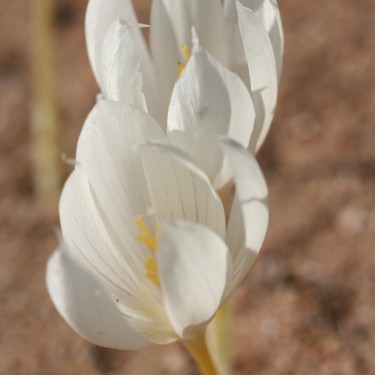 Crocus vallicola