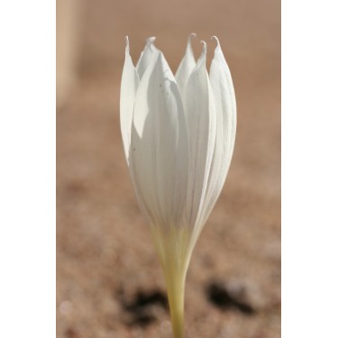 Crocus vallicola