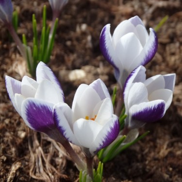 Crocus alexandrii
