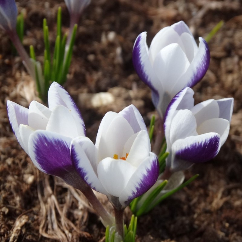 Crocus alexandrii