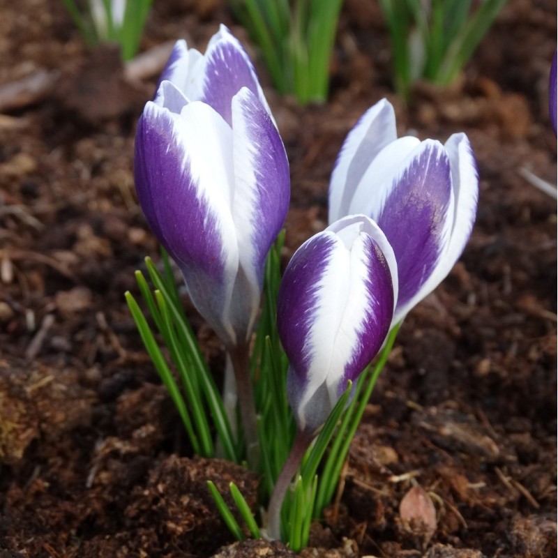 Crocus alexandrii