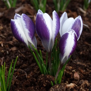 Crocus alexandrii