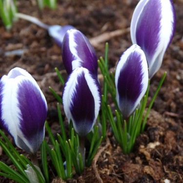 Crocus alexandrii