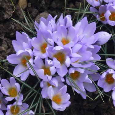 Crocus concinnus 'Vltava'