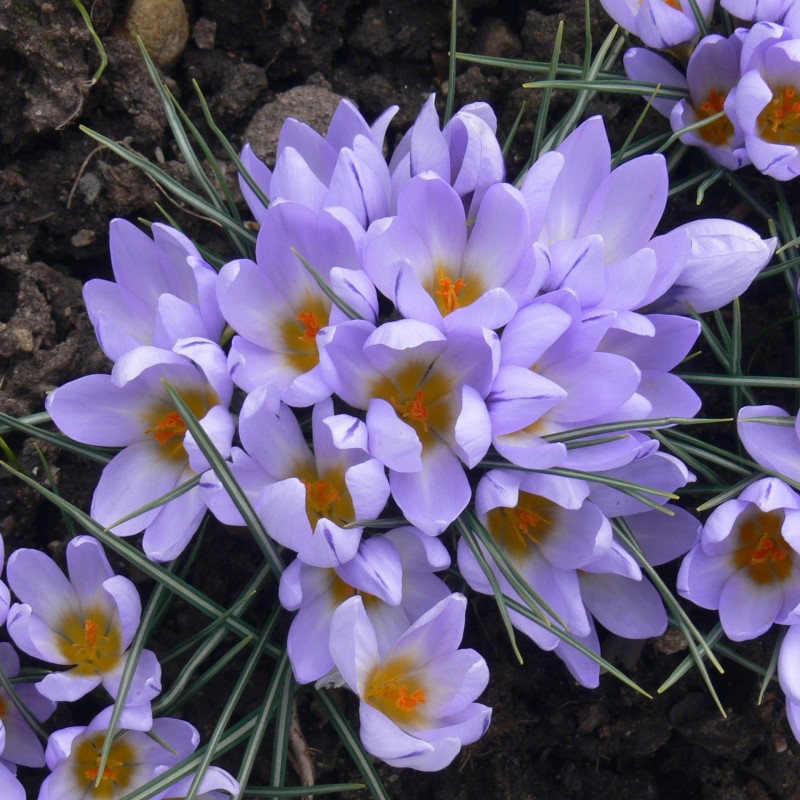 Crocus concinnus 'Vltava'