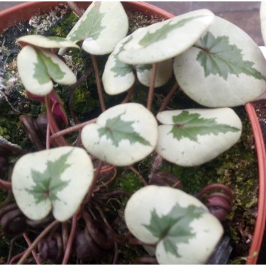 Cyclamen coum -Xmas Tree Pink-