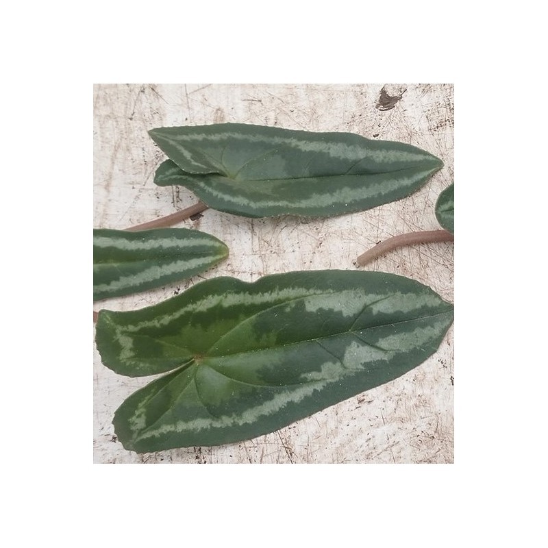 Cyclamen hederifolium -Leaf type 3 Pink-