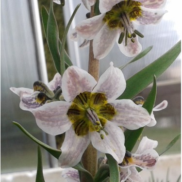 Fritillaria gibbosa