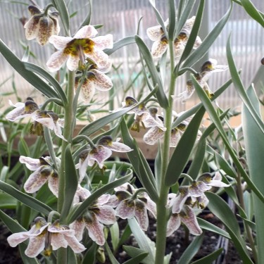 Fritillaria gibbosa