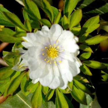 Anemone nemorosa 'Multiplicity'