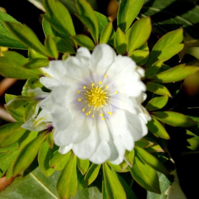 Anemone nemorosa 'Multiplicity'