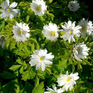 Anemone nemorosa 'Multiplicity'