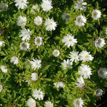 Anemone nemorosa 'Multiplicity'