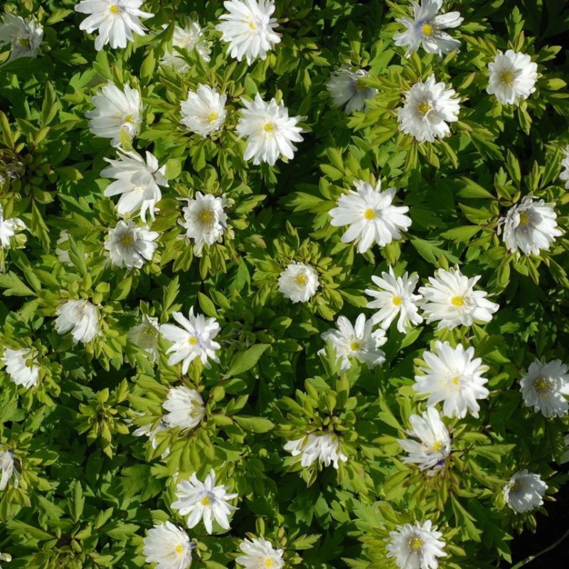 Anemone nemorosa 'Multiplicity'