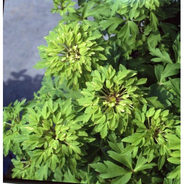 Anemone nemorosa 'Virescens'