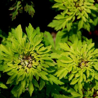 Anemone nemorosa 'Virescens'