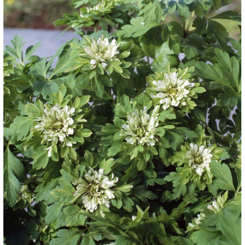 Anemone nemorosa 'Virescens'