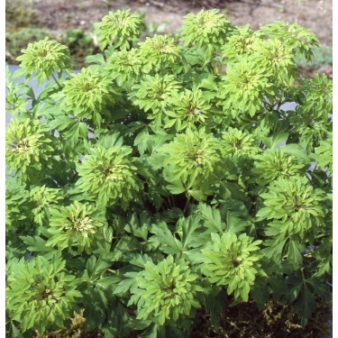 Anemone nemorosa 'Virescens'