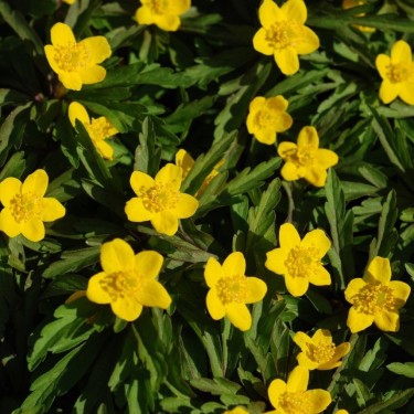 Anemone ranunculoides subsp. wockeana