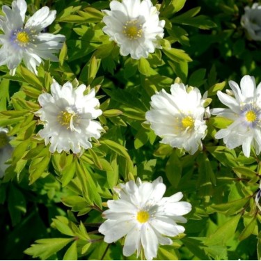 Anemone nemorosa 'Multiplicity'