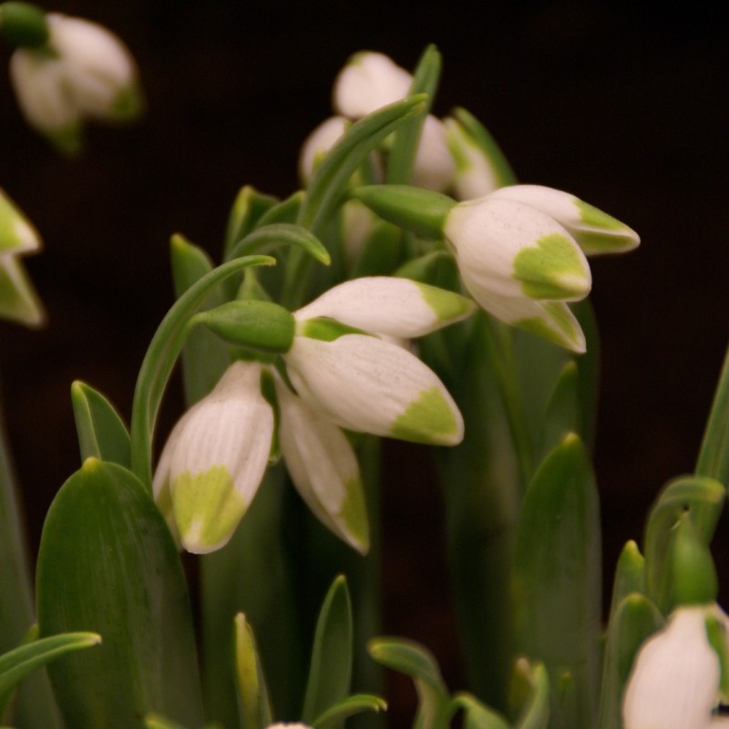 Galanthus 'Green Brush'