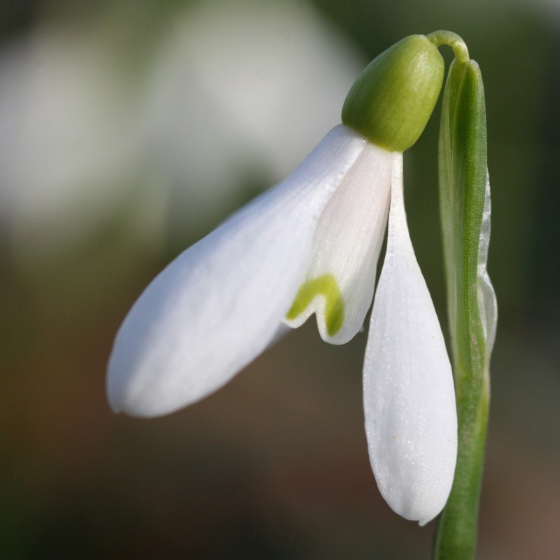 Galanthus rizehensis