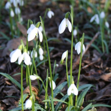 Galanthus rizehensis