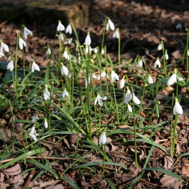 Galanthus rizehensis