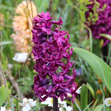 Hyacinthus orientalis  'Woodstock'