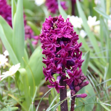 Hyacinthus orientalis  'Woodstock'