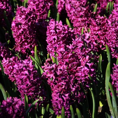 Hyacinthus orientalis  'Woodstock'