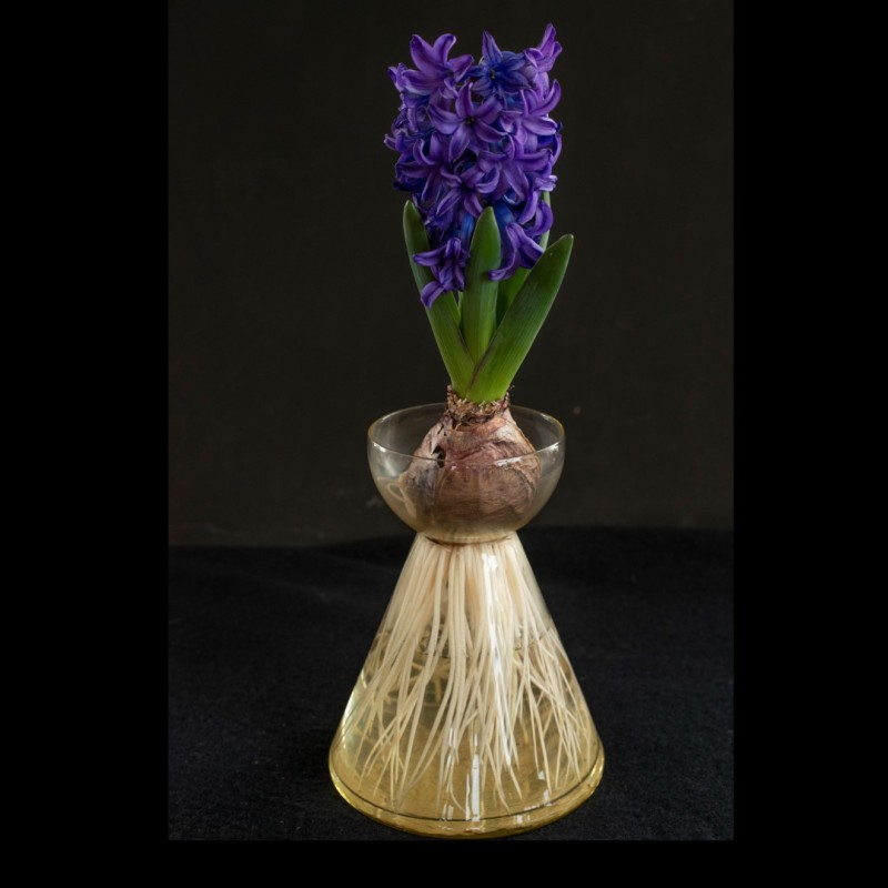 Geprepareerde hyacinten, blauw