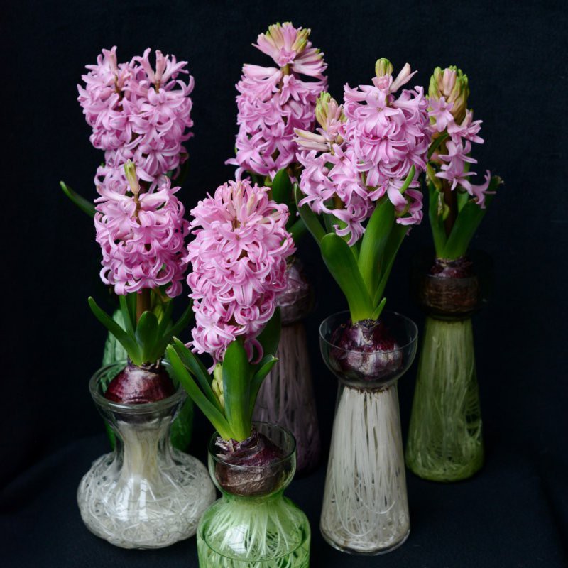Geprepareerde hyacinten, roze