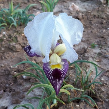 Iris camillae