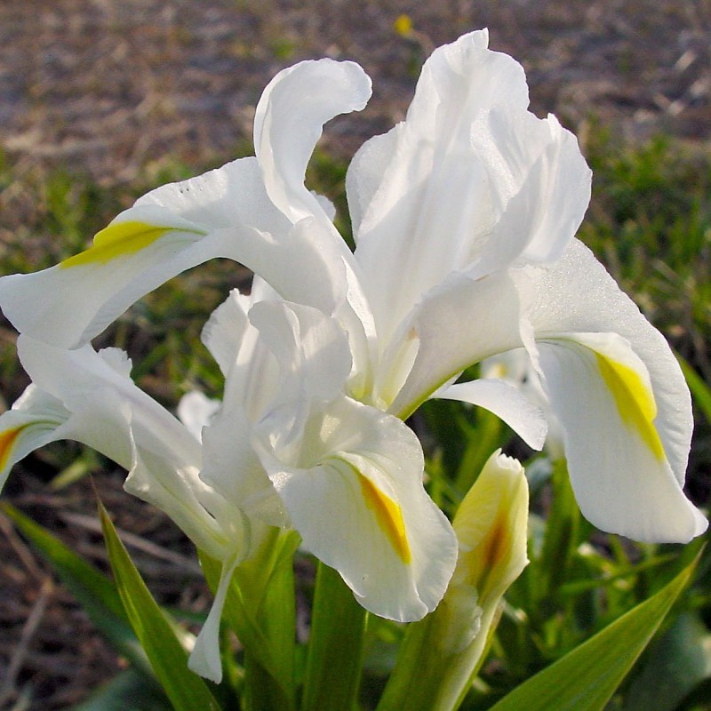 Iris magnifica var. alba